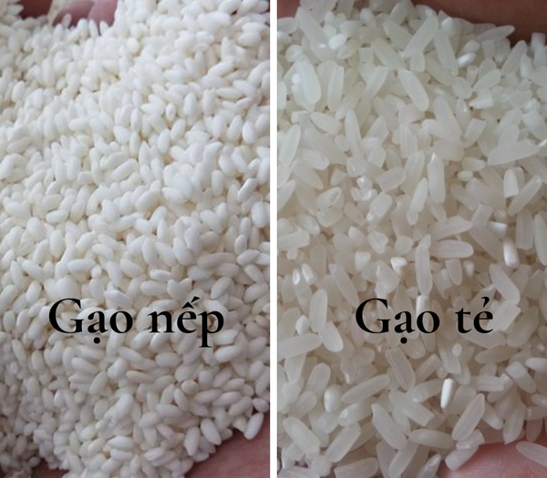 Gạo nếp và gạo tẻ – phân biệt đặc điểm và hình dáng hạt gạo